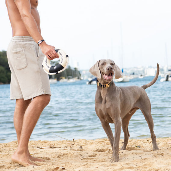 Seaforth Life Saver Dog Toy - Black/Ecru